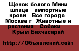 Щенок белого Мини шпица , импортные крови - Все города, Москва г. Животные и растения » Собаки   . Крым,Бахчисарай